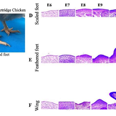 developmental processes  feathers   wings  feet  chicken