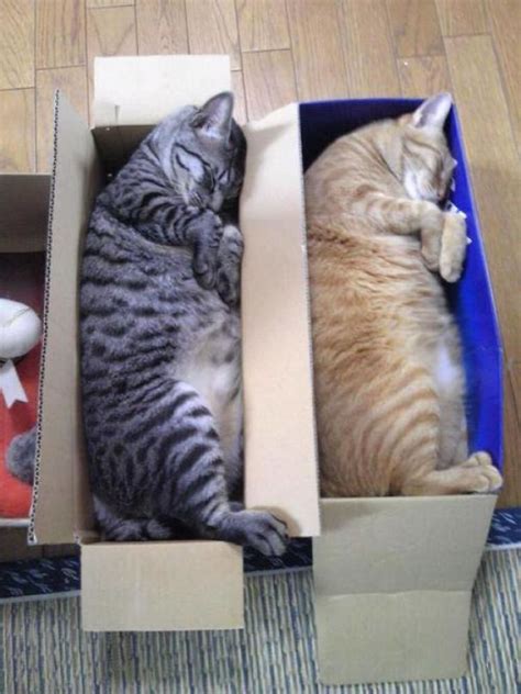 20 Funny And Bizarre Photos Of Cats Sleeping Together In Weird Positions