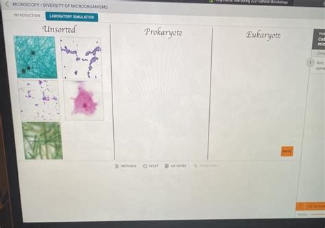 Solved MICROSCOPY. DIVERSITY OF MICROORGANISMS spring | Chegg.com 