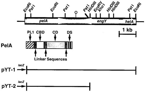 Restriction Enzyme Maps Of Pyt And Domain Structure Of The Pela