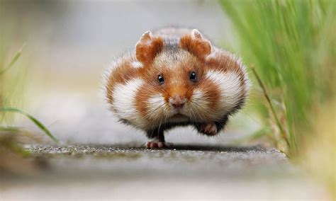 15 Awesome Pics Of Adorable Hamsters No 9 Is So Cute Reckon Talk