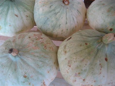 Sweet Meat Winter Squash Maxima Restoration Seeds