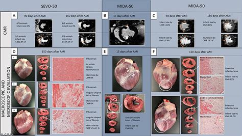 Frontiers An Open Secret In Porcine Acute Myocardial Infarction