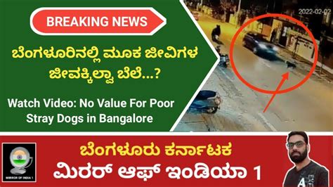 Watch Video No Value For Poor Stray Dogs In Bangalore Mirror Of