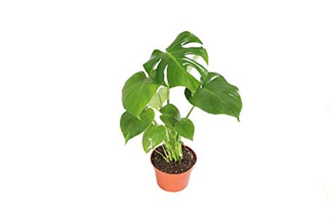 Split Leaf Philodendron Pruning Helpful Guide Gardening Tips And Tricks