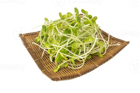 Green Sunflower Sprout Or Organic Sunflower Seed Isolated On White