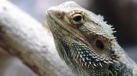 Temperature Induced Sex Change Could Drive This Species To Extinction