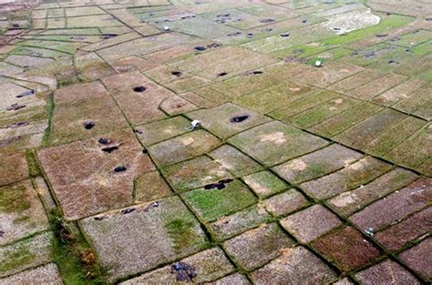 Ratusan Hektar Sawah Terancam Gagal Panen Radarbekasi Id