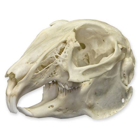 Real Cottontail Rabbit Skull — Skulls Unlimited International, Inc.