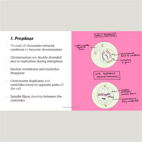 Grade Caps Chromosomes And Meiosis Teacha