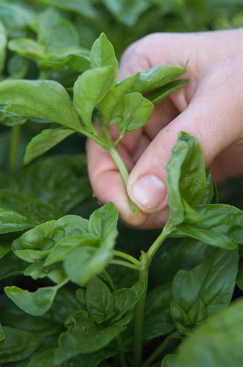 How To Prune Basil To Boost Your Harvest