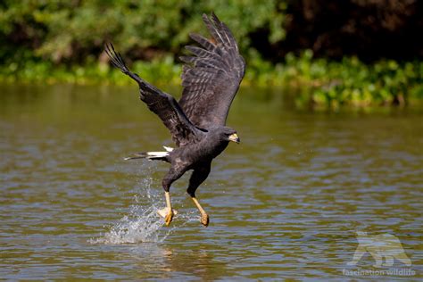 Wild Pantanal - Fascination Wildlife