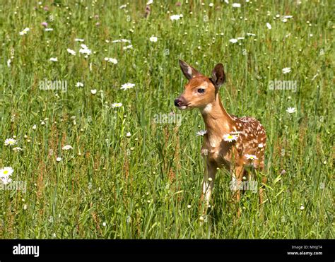 Fawn With Spots Stock Photos & Fawn With Spots Stock Images - Alamy