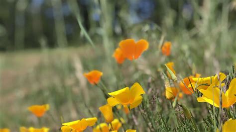 California Poppies – Mount Pisgah Arboretum