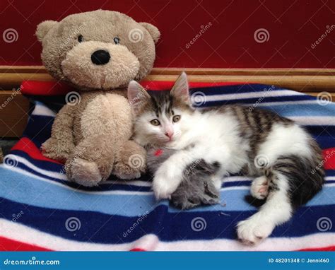 Kitten With Teddy Bear Stock Photo Image Of Kitten Fluffy 48201348