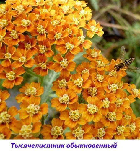 Многолетние цветы для дачи и сада цветущие все лето - каталог с ...