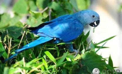 Spix's macaw - Alchetron, The Free Social Encyclopedia