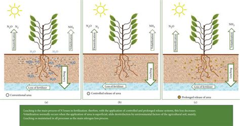 Three Types Of Urea Fertilization And N Loss Processes A