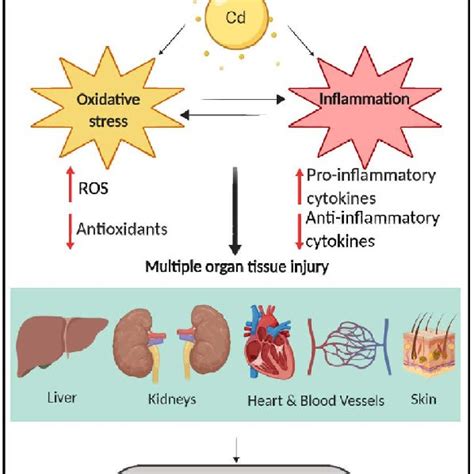 Pdf Cadmium Toxicity Oxidative Stress Inflammation And Tissue Injury