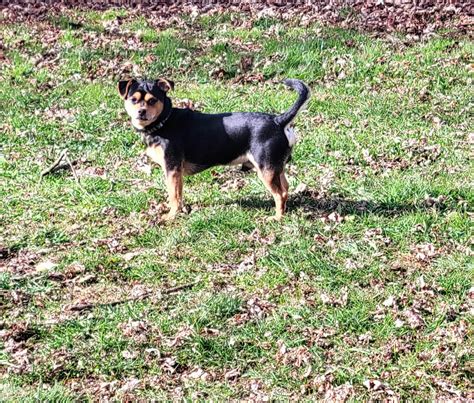 wild animal rescue auburn 1