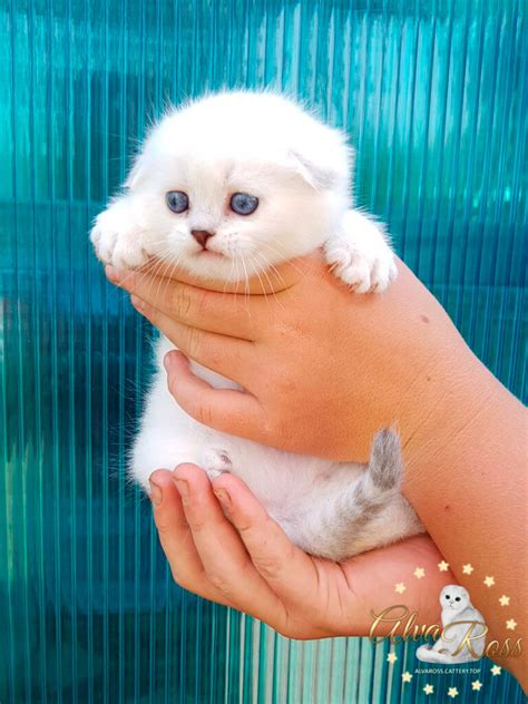 Scottish Fold kittens with blue eyes | AlvaRoss.com