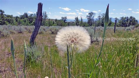 Western Salsify Seed Pod Ed Mccue Photography