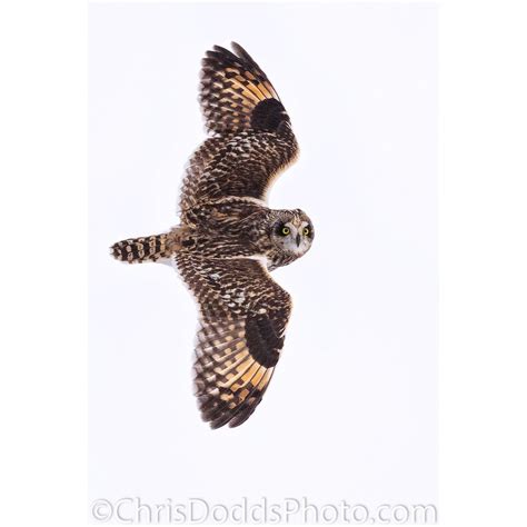 Short-eared Owl in flight — Nature Photography Blog