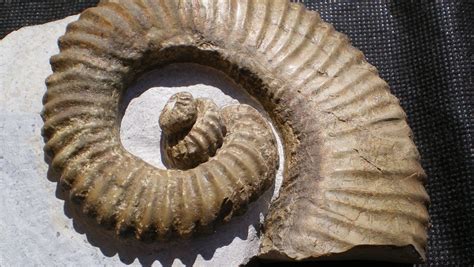 The Story Behind 65 Million Year Old Ammonite Fossils Catawiki