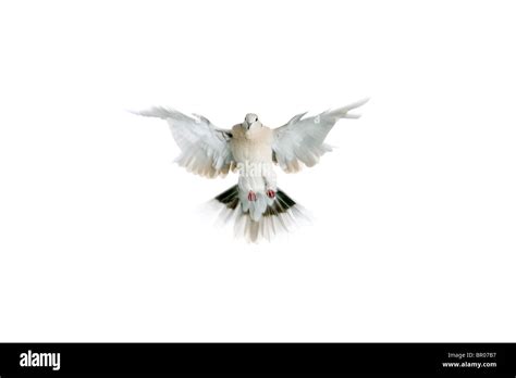 White dove on white background Stock Photo - Alamy