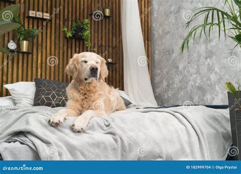 Perro Perrito Recuperador De Oro En La Cama En La Casa O El Hotel Foto