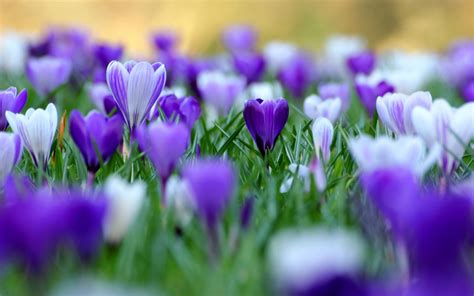 Purple Flowers wallpaper | 2560x1600 | #38148