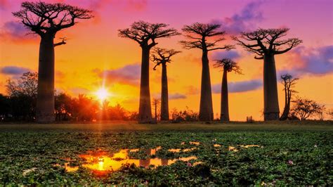 Trees, 1080P, Baobab Tree, Tree, Sunset HD Wallpaper