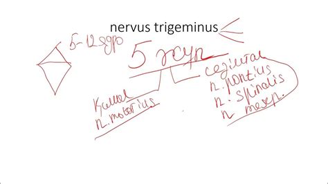 5 жұп нервқа кіріспе nervus trigeminus - YouTube