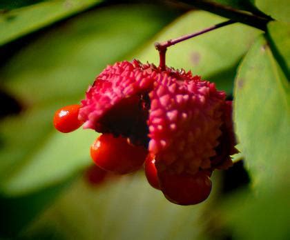 Euonymus americanus seed pod - Bloomin' Blog