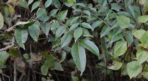 Zanthoxylum oxyphyllum – eFlora of India