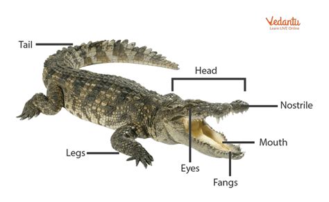 Crocodile Diagram Labeled