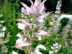 Шалфей мускатный: выращивание и использование