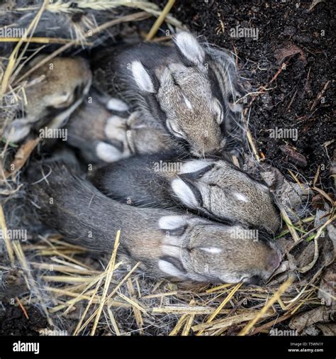 Baby Eastern Cottontail Rabbit