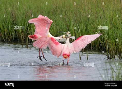 Roseate Spoonbills Platalea Ajaja Males Fighting During Breeding