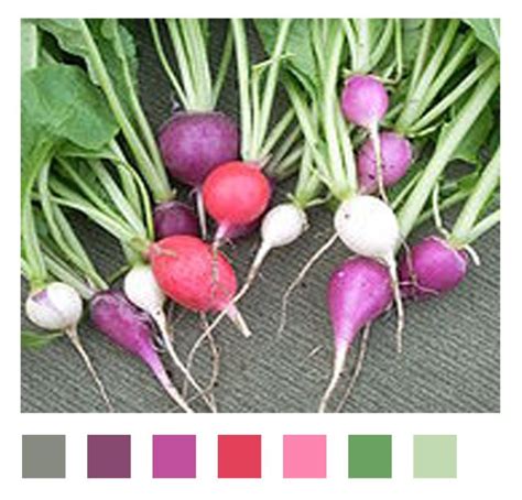 Radish Hues Color Design Color Trends Color Combos