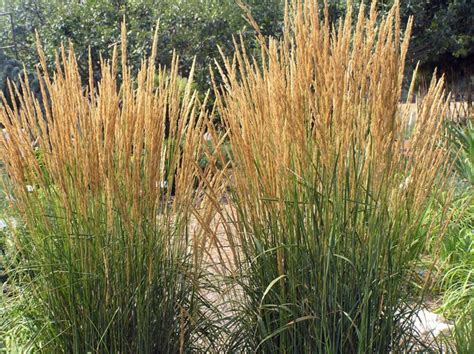 Ornamental Grasses And Grass Like Plants Are Valued In Home Landscapes