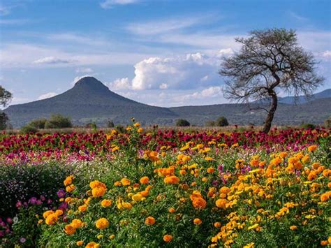 México Social Proteger a la biodiversidad