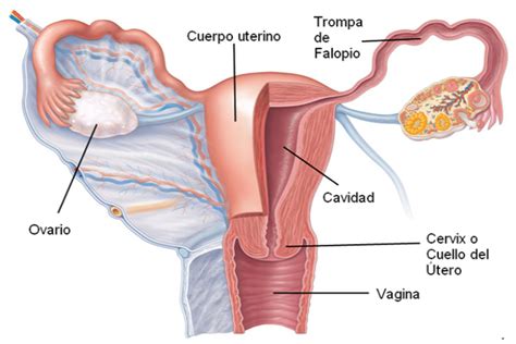 Imágenes del aparato reproductor femenino Cuerpo humano