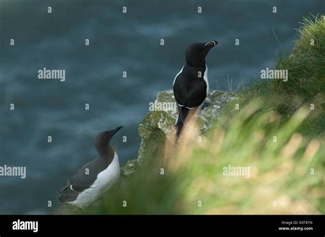 Razorbill Alca Torda And Common Guillemot Uria Aalge On A Clifftop