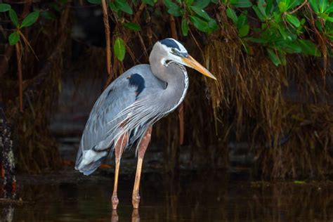 Heron Photography Gallery Of Heron Photos And Pictures Photos By