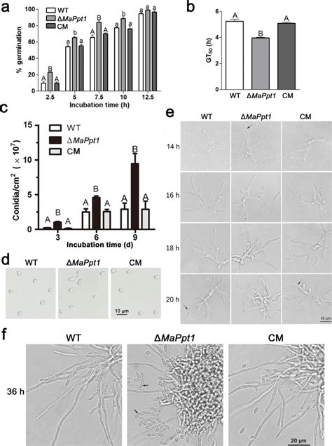 Germination And Conidiation A Conidial Germination Assays Of Each