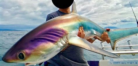 Gay Shark What It Do Meme Subido Por ArkaFennec Memedroid