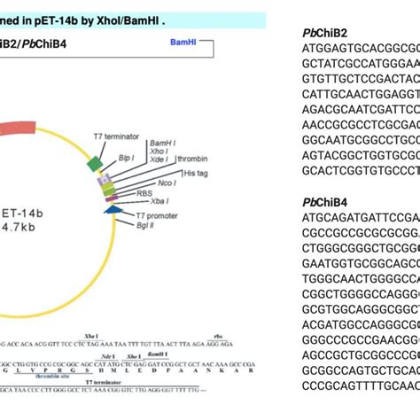 Fig S1 Schematic Representation Of The Cloning Strategy Sequence Of