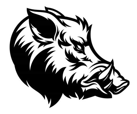 Boar Head Drawing