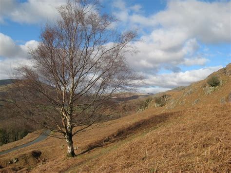 Solitary Birch Jonathan Wilkins Cc By Sa 2 0 Geograph Britain And